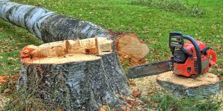 Best Arborist Consultation Services  in Merced, CA