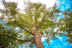 Best Tree Preservation Services  in Merced, CA