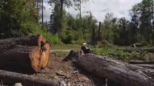 Best Hazardous Tree Removal  in Merced, CA