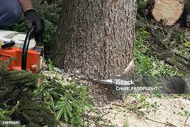 Best Tree Maintenance Programs  in Merced, CA