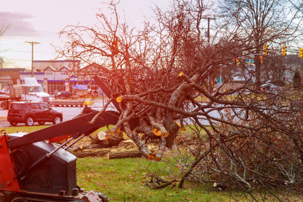 How Our Tree Care Process Works  in  Merced, CA