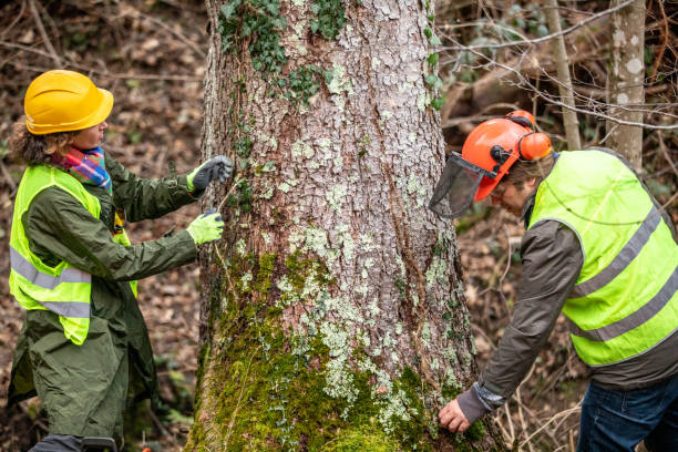 Best Tree and Shrub Care  in Merced, CA
