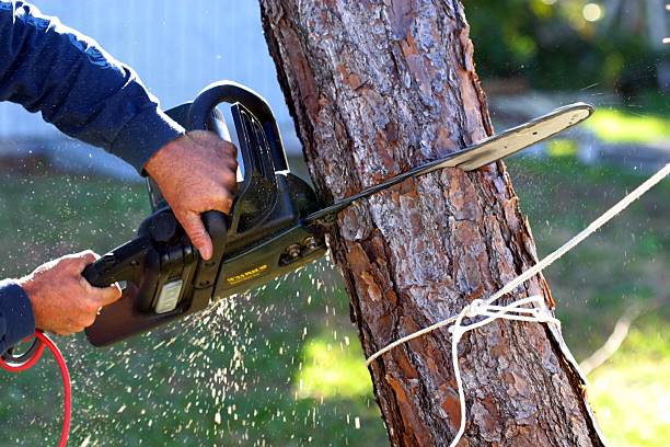 Best Lawn Pest Prevention  in Merced, CA