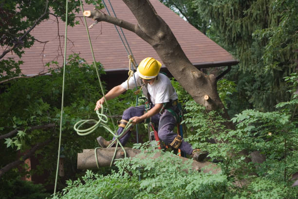 Best Fruit Tree Pruning  in Merced, CA