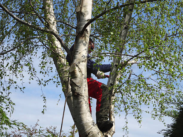 Best Commercial Tree Services  in Merced, CA