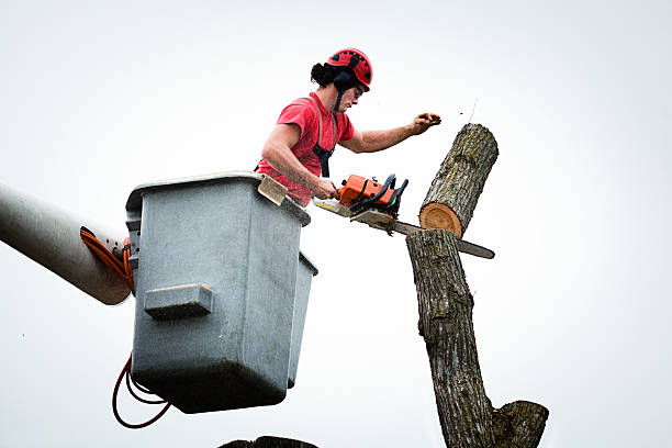 Reliable Merced, CA Tree Care Solutions