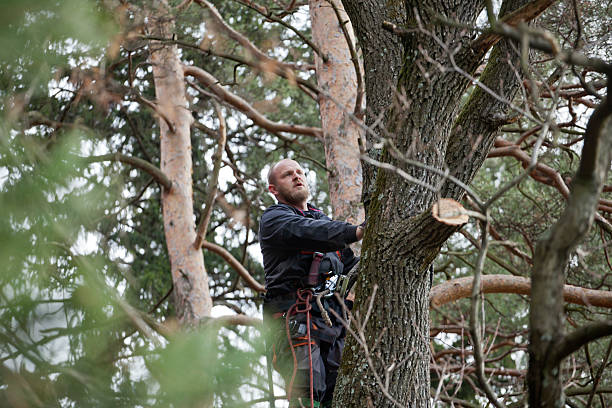 Best Tree Health Inspection  in Merced, CA