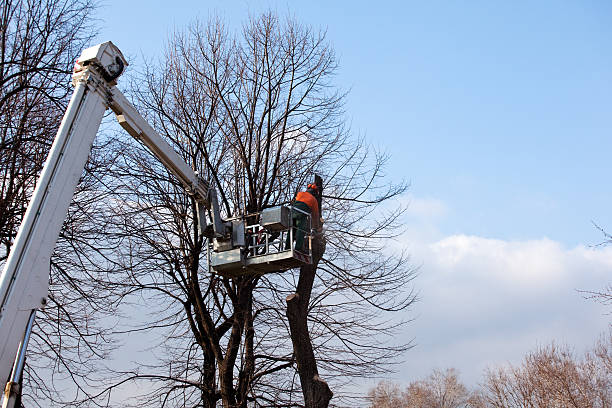 Best Utility Line Clearance  in Merced, CA